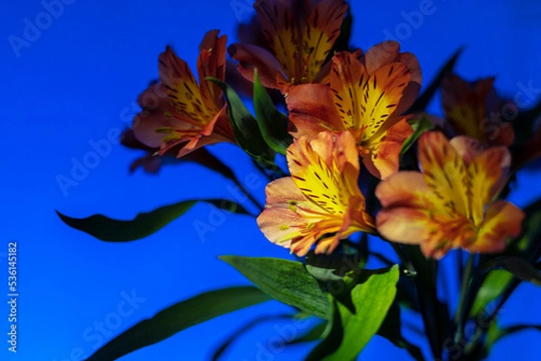 Obraz Orange lilies on a blue background