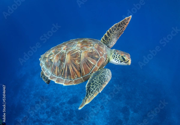Fototapeta Green sea turtle