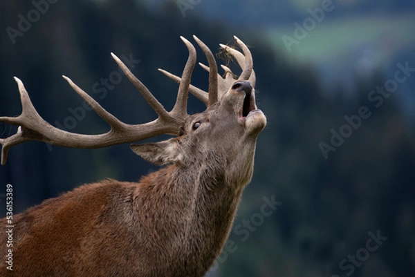 Obraz Röhrender Hirsch, Rotwild, Stadtwald Melsungen