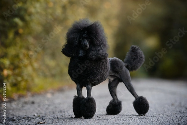 Fototapeta Miniature poodle puppy show dog stack portrait