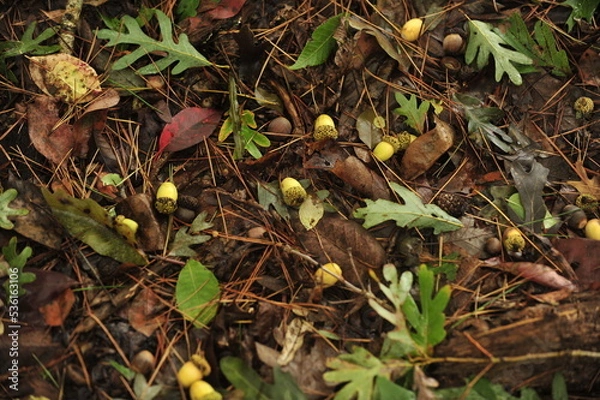 Fototapeta Acorns on the forest floor overview