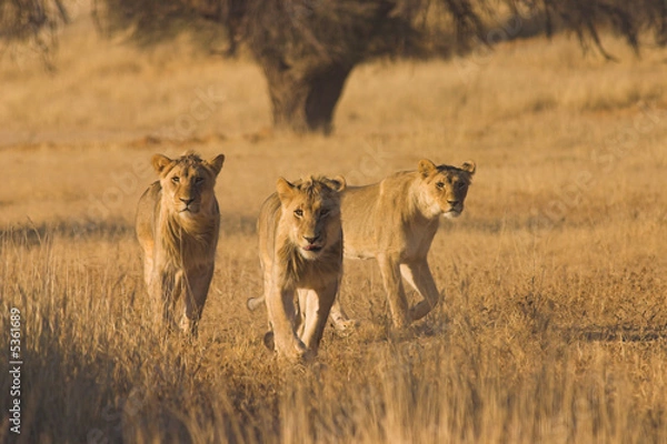 Obraz Lions (Panthera  leo) hunting in Kalahari Desert