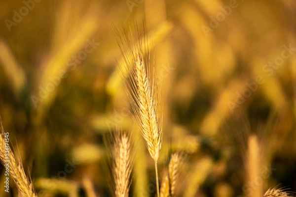 Obraz golden wheat field