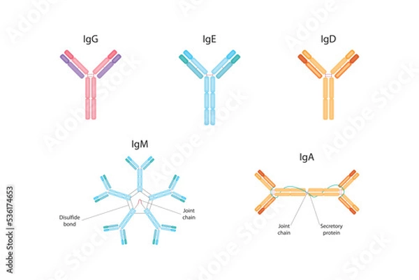 Obraz Types of antibodies. IgG, IgM, IgA, IgD, IgE
