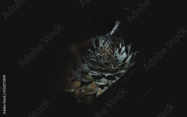 Fototapeta SUCCULENT