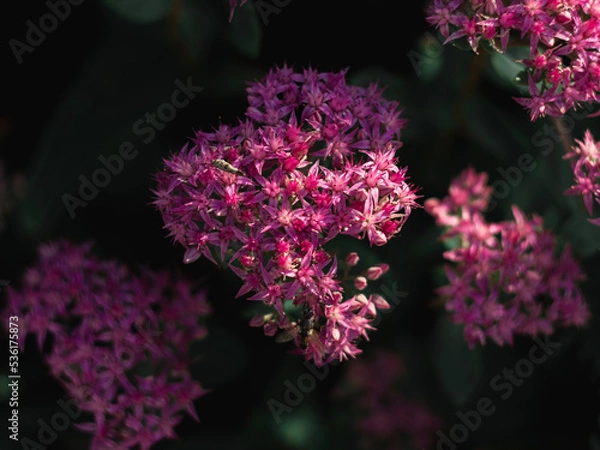 Obraz Moody folwer with friends.