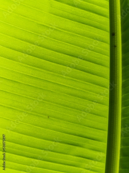 Obraz Banana leaf