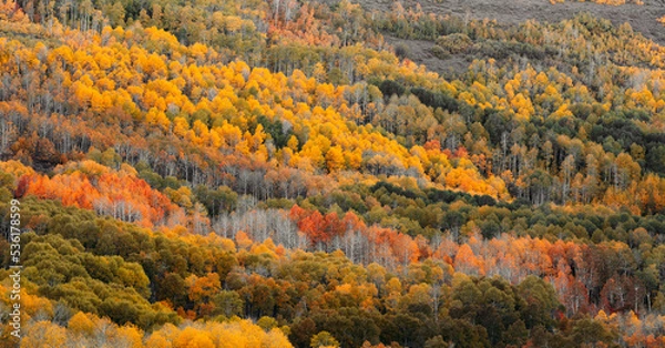 Obraz autumn in the forest