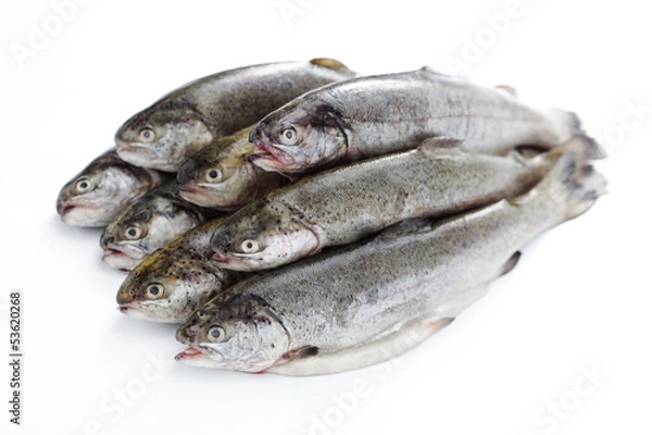 Fototapeta rainbow trout