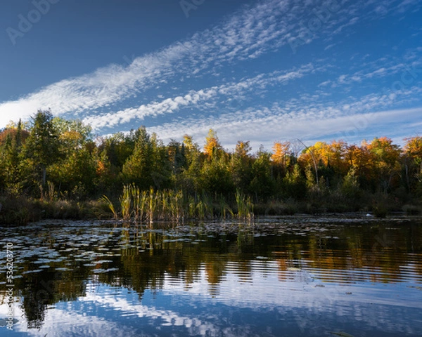 Fototapeta Clouds are reflected in the water along the tall grasses and lily pads along the shoreline.
