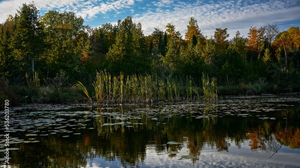Fototapeta Tall grasses grow in a pond surrounded by lilies.