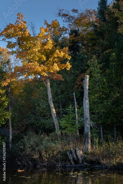 Fototapeta A birch's leaves begin to change colour by the water's edge.