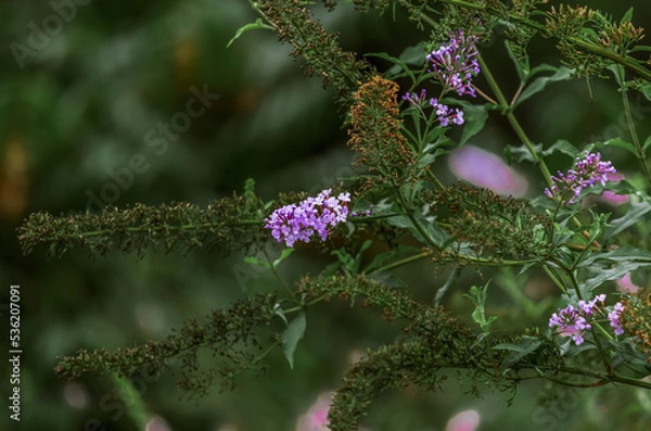 Fototapeta closeup of beautiful Buddleja davidii (binomial name),  summer lilac, butterfly-bush, or orange eye flower