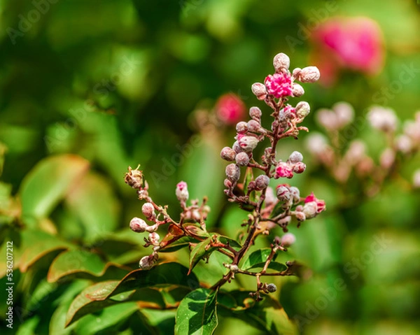 Fototapeta Closeup of Lagerstroemia indica (Binomial name) , the crape myrtle ,crepe myrtle, crêpe myrtle, or crepeflower's buds