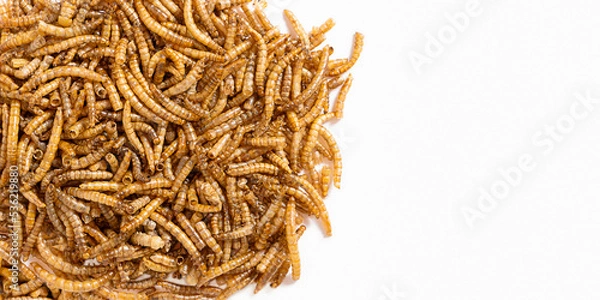 Fototapeta Dried mealworm for feeding hamsters, rats, mice, gerbils, hedgehogs. Banner with place for text. Meal worms are a source of protein and protein. Flat lay. Copy space.