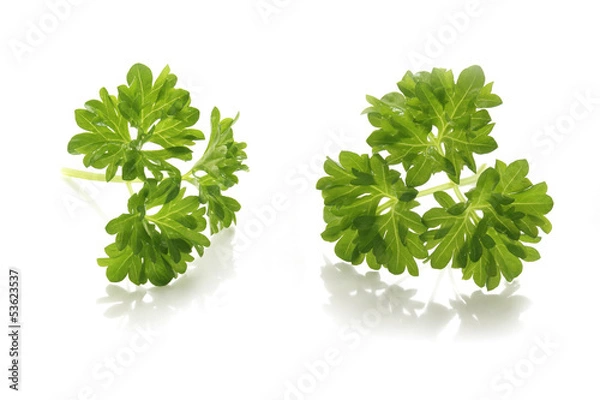 Fototapeta Petersilie