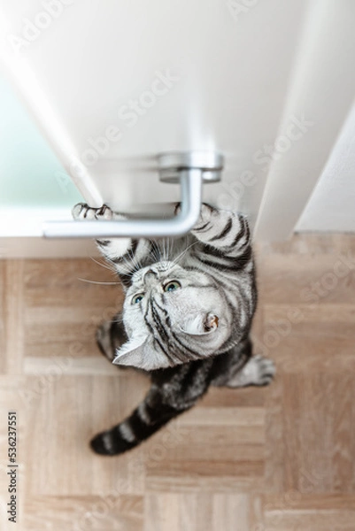 Fototapeta Katze sitzt vor Tür