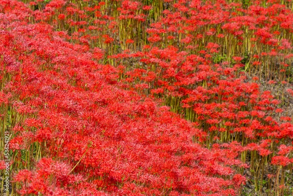 Fototapeta 池の周囲に群生する彼岸花