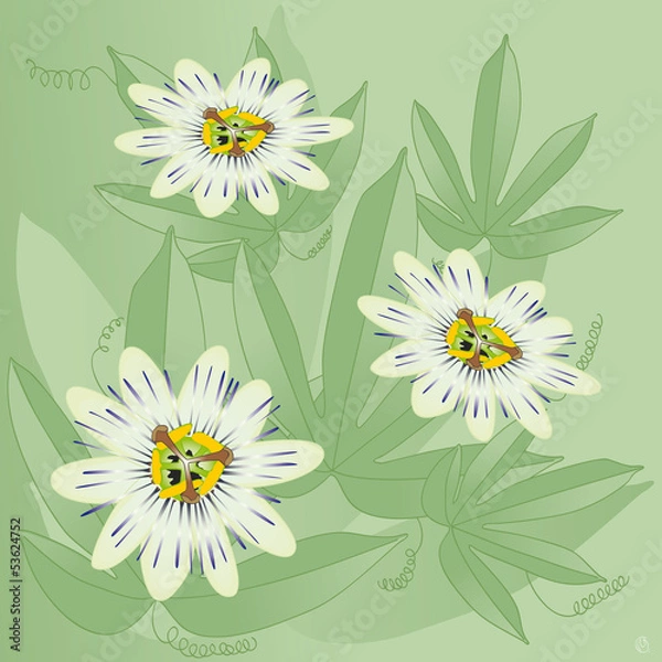 Obraz passiflore ou passiflora caerulea