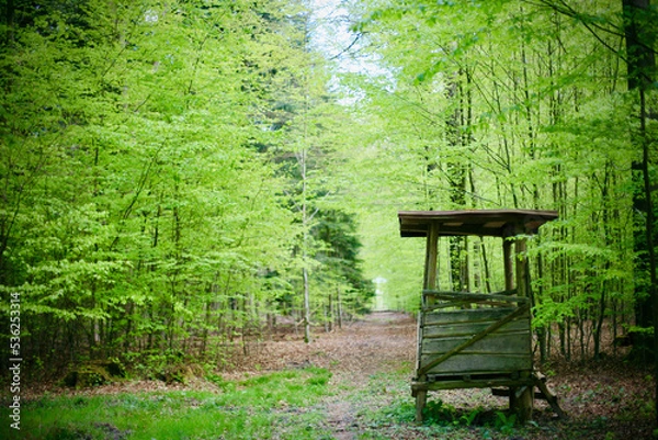 Fototapeta Ansitz im Wald