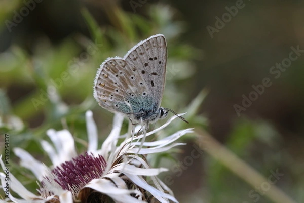 Obraz chalkhill blue butterfly sitting on a flower of a silver thistle