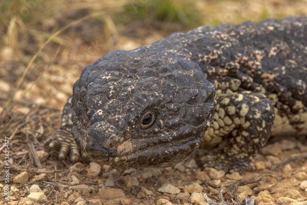 Fototapeta Shingle-backed Lizard in South Australia