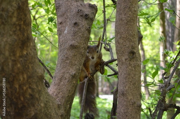 Obraz squirrel on a tree