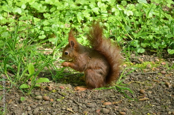 Obraz squirrel on the ground