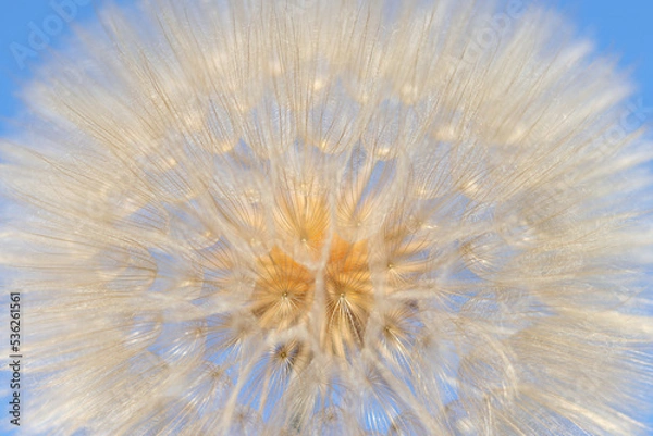 Fototapeta Blue abstract Dandelion flower background. Freedom to Wish. Seed macro close up. Fragility. Beautiful flower Dandelion on a background of clear blue sky. Taraxacum Erythrospermum. Macro Nature