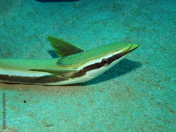 Fototapeta Sharksucker (Echeneis naucrates)