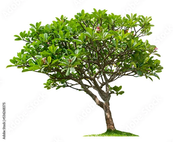 Fototapeta The tree is completely separated from the white ba background Scientific name Dolichandrone serrulata (Wall. ex DC.) Seem.