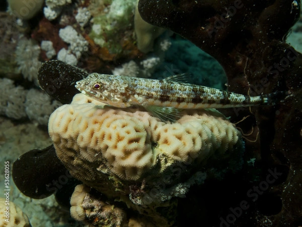 Fototapeta Lizardfish