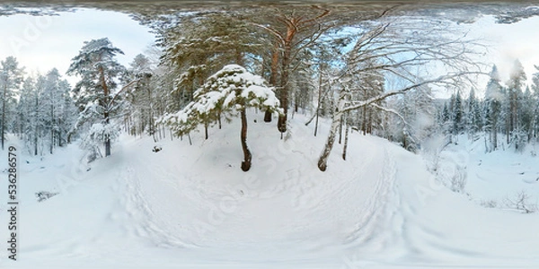 Obraz 360 degree winter forest