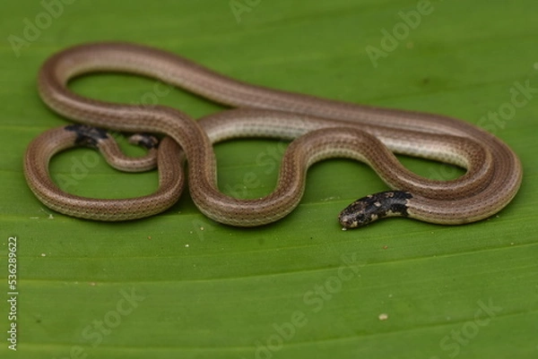Obraz Slender coral snake