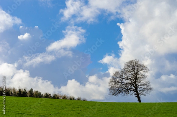 Fototapeta Lone tree isolated against sky in green field with copy space
