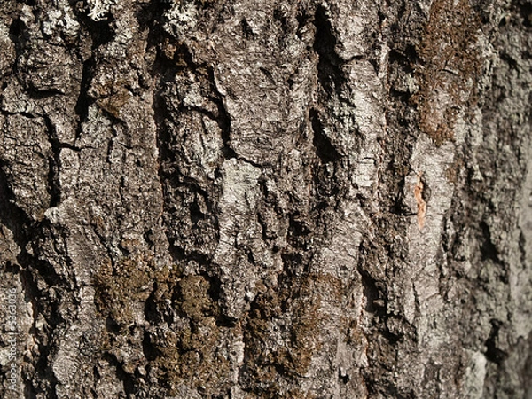 Obraz Texture of old alder tree, close-up.