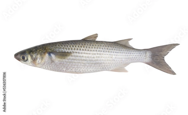 Obraz Fesh raw grey mullet fish isolated on white 