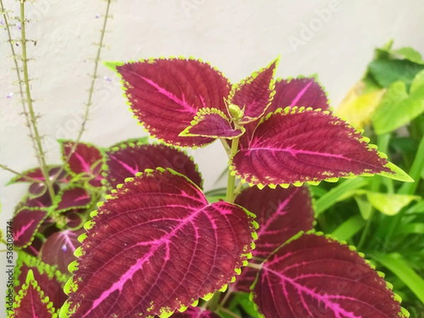 Fototapeta coleus flower and leaves growing in a white isolated background