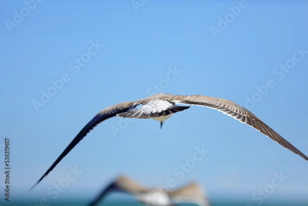 Obraz Seagull flying over the sea