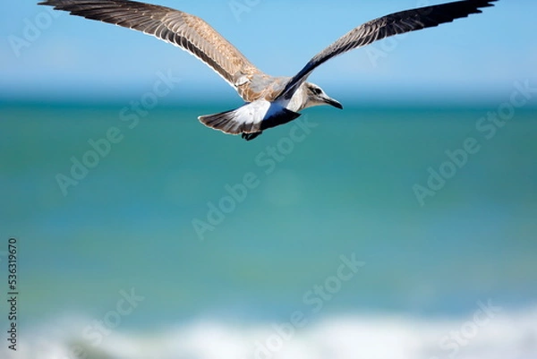 Obraz Seagull flying over the sea