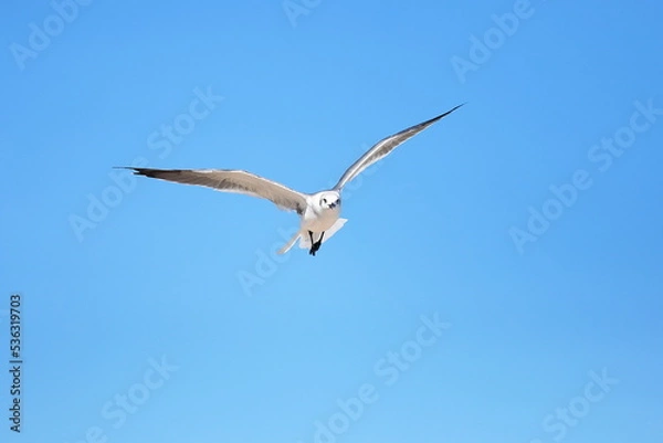 Obraz Seagull flying over the sea