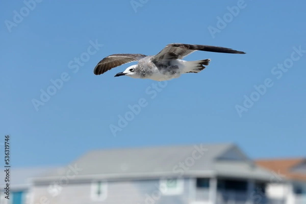 Obraz Seagull flying over the sea