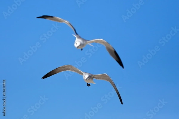 Obraz Seagull flying over the sea