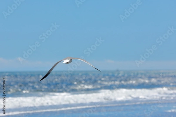 Obraz Seagull flying over the sea