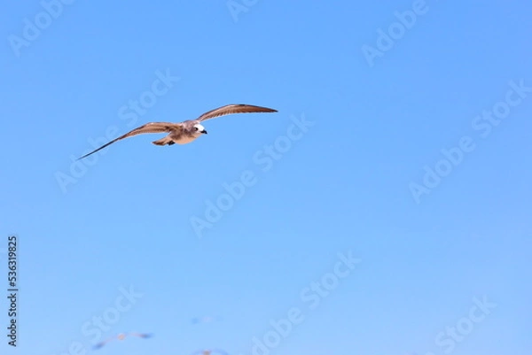 Obraz Seagull flying over the sea