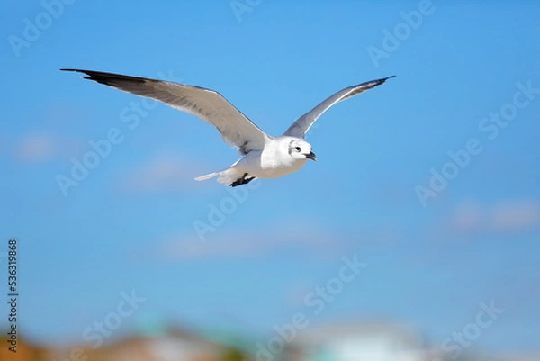Obraz Seagull flying over the sea