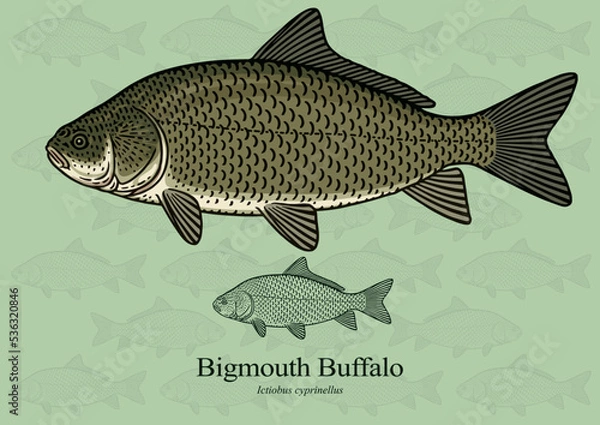Fototapeta Bigmouth Buffalo. Vector illustration with refined details and optimized stroke that allows the image to be used in small sizes (in packaging design, decoration, educational graphics, etc.)