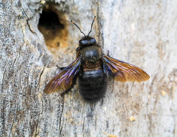 Obraz Eine Blauschwarze Holzbiene (Xylocopa violacea) an einem hohlen Baumstamm. Eine sogenannten Echten Biene.
