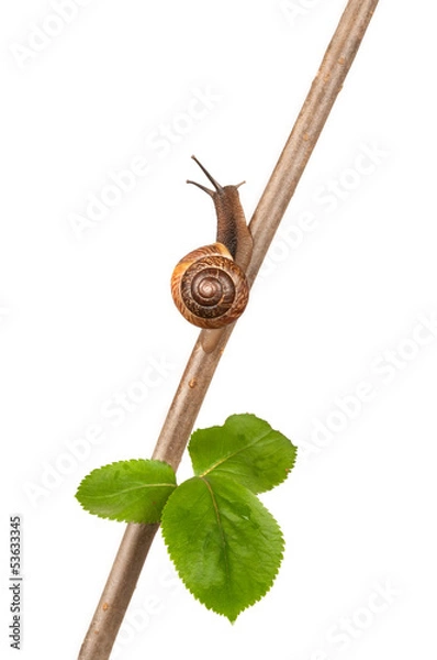 Obraz Garden snail on a branch, isolated on white