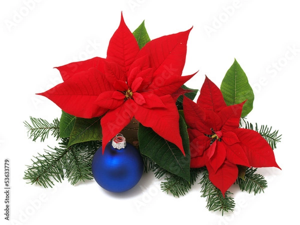 Obraz Red poinsettia isolated